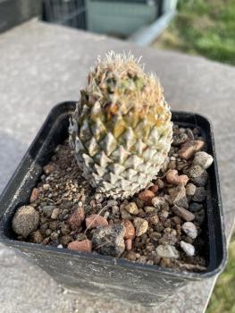 Encephalocarpus strobiliformis